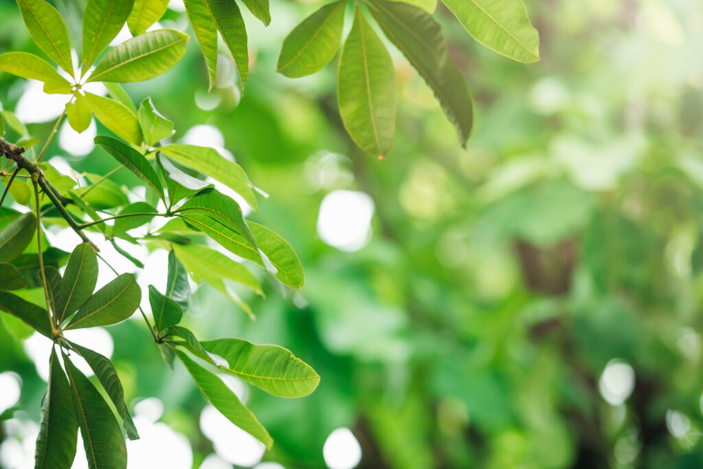 Creative Lush Green Leaves Pattern Nature Texture Background